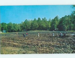 Unused Pre-1980 CRATER OF DIAMONDS Murfreesboro Arkansas AR hn2398