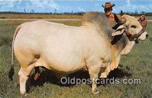 Grand Champion Brahman Bull Emperor Manson, Central Florida, USA Cow Unused 