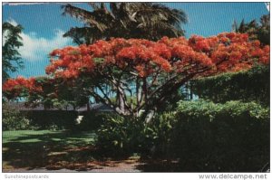 Hawaii The Flame Tree Or Royal Poinciana 1959