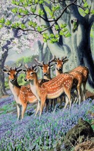 Forest Deer Beneath A Beech Tree Old Childrens Ladybird Book Postcard