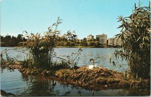 Nesting Swan Lost Lagoon Vancouver BC Birds Vintage UNUSED Postcard D95