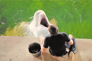 Alex belukha whale, Mystic Marinelife Aquarium - Mystic, Connecticut CT