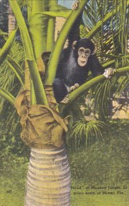 Florida Miami Monkey Jungle Chimpanzee In Tree