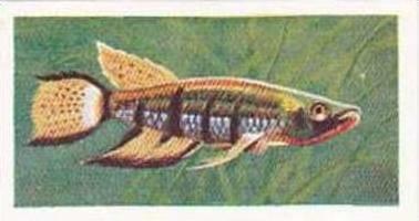 Mitchum Foods Vintage Trade Card Aquarium Fish 1957 2nd Series No 31 Flat-Hea...