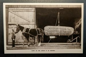 Mint Vintage Corn As We Grow It In Indiana Giant Corn Real Photo Postcard RPPC