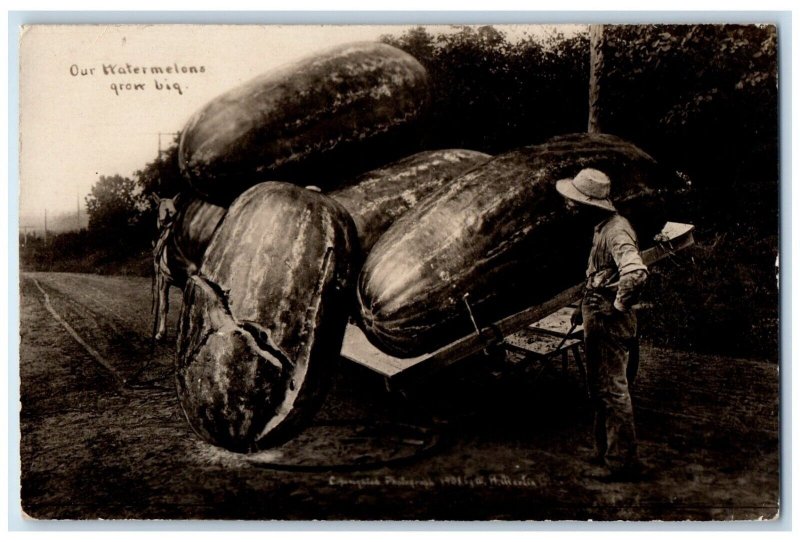 1908 W.H. Martin Exaggerated Watermelon Farmer Cart Horse RPPC Photo Postcard 