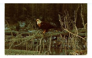 Birds - Bald Eagle at Yellowstone