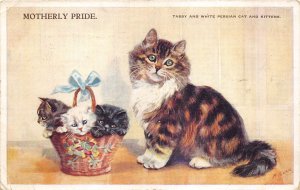 Lot261 motherly pride tabby and white persian cat and kittens animal uk