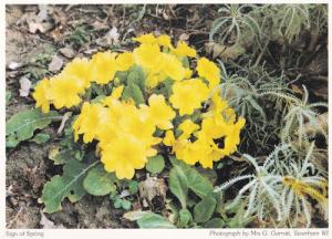 Taverham Daffodils Spring Norfolk Flowers Postcard