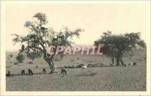 PHOTO CARD Morocco Goats black South Agadir