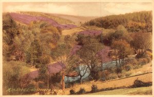 HINDHEAD SURREY~WHITMORE VALLEY~FRITH TINTED PHOTO POSTCARD