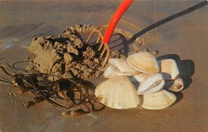 Clamming Morro Bay, California USA View Images 