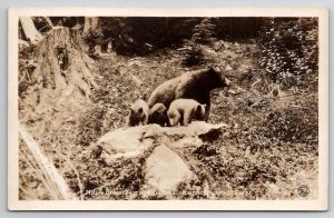 RPPC Native Brown Bear & Triplets Rainier National Park Washington Postcard A46