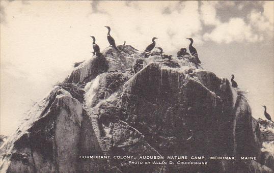 Cormorant Colony Audubon Nature Camp Medowak Maine Artvue