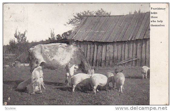 Cow With Pigs, Providence Helps Those Who Help Themselves, 1900-1910s