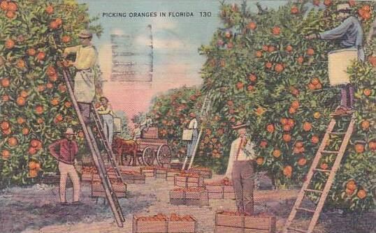 Florida Saint Petersburg Picking Oranges In Florida 1947
