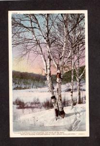 Birches Trees Winter Scene Snow Lowell Poem Postcard Phostint Card