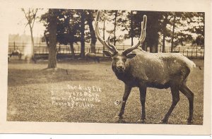 RPPC Washingtonville PA, Billmeyers Park, Jumbo the King Elk, AZO 1910, Animals