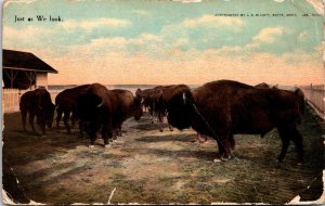 VINTAGE POSTCARD SCENE IMAGE OF THE ALLARD HERD OF BUFFALO TAKEN IN 1893