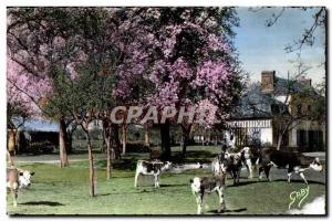 Modern Postcard Normandy Apple trees in white and fiowers Poiries Cows