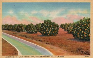 Lower Rio Grande Valley Texas, Irrigation Canal & Citrus Grove Vintage Postcard