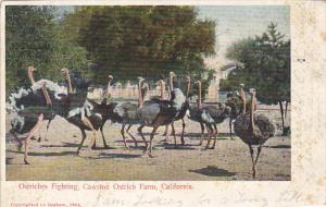 Ostriches Fighting Cawston Ostrich Farm California 1908