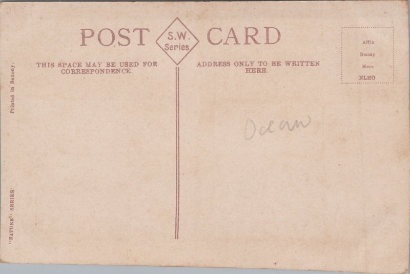 Australia Coogee Beach Sydney Vintage Postcard 09.72