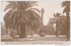 Giant Palms As Adorn The Parks & Boulevards In The City Of Angels, Californ...