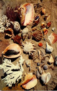 Sea Shells From The Coasts Of Florida 1971