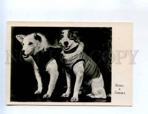258871 SPACE First Dog LAIKA Belka & Strelka 1960 year photo