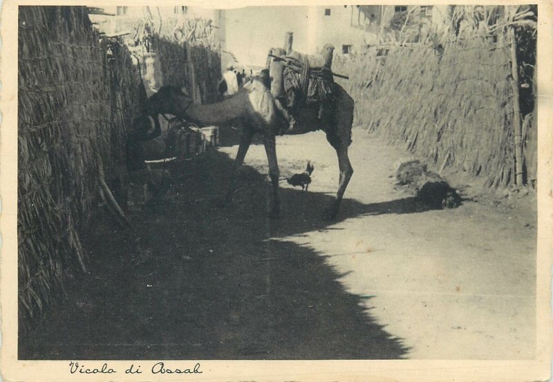 Post card Eritrea Assab alley street view camel