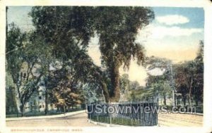 Washington Elm - Cambridge, Massachusetts MA Postcard