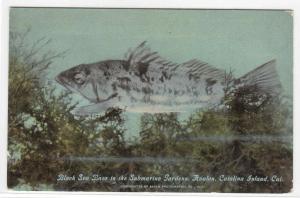 Black Sea Bass Sunken Gardens Catalina Island California 1910c postcard
