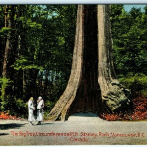 c1920s Unposted Vancouver British Columbia Can Big Tree Postcard Rare No Car A23