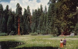 Cailfornia Sequoia National Park Crescent Meadow Giant Forest