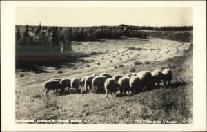 Matanuska Valley AK Sheep Real Photo Postcard