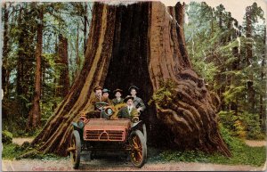 Big Hollow Tree Stanley Park Vancouver BC Automobile c1910 Postcard H17 *as is