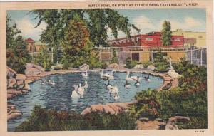 Michigan Traverse City Water Fowl On Pond At Clinch Park 1935 Curteich