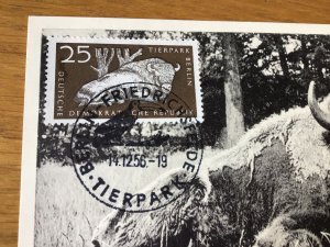 Berlin Zoo Bison & Toucan cancel stamps card Ref 56245 