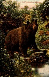 Brown Bear One Of The First Settlers Of Maine