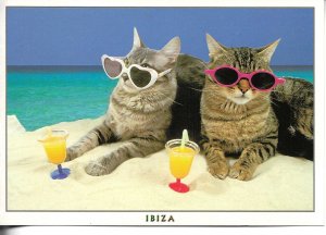Ibiza cats, good life Modern Spanish touristic  photo postcard 1970s