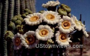 Saguaro Cactus - Misc, Arizona AZ