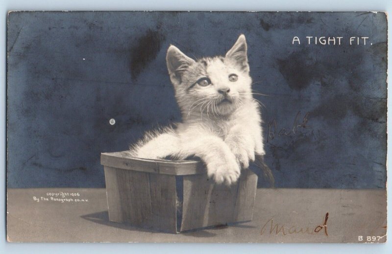 Phoenix Arizona AZ Postcard RPPC Photo Cute Cat Kitten Haired Studio A Tight Fit