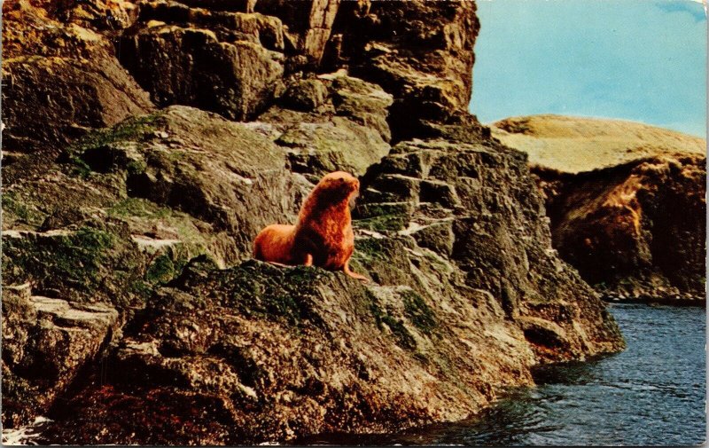 Sea Lion Beach Kodiak Island Postcard PM Fairbanks AK Alaska Cancel WOB Note VTG