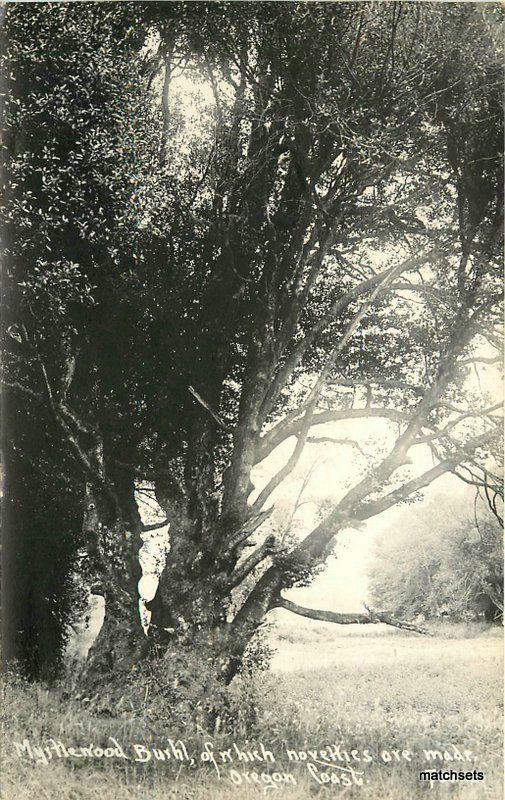 1930s Myrtlewood Burhl Oregon Coast RPPC Real photo postcard 8755 Patterson