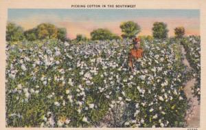 Picking Cotton In The Southwest