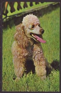 Poodle Postcard 