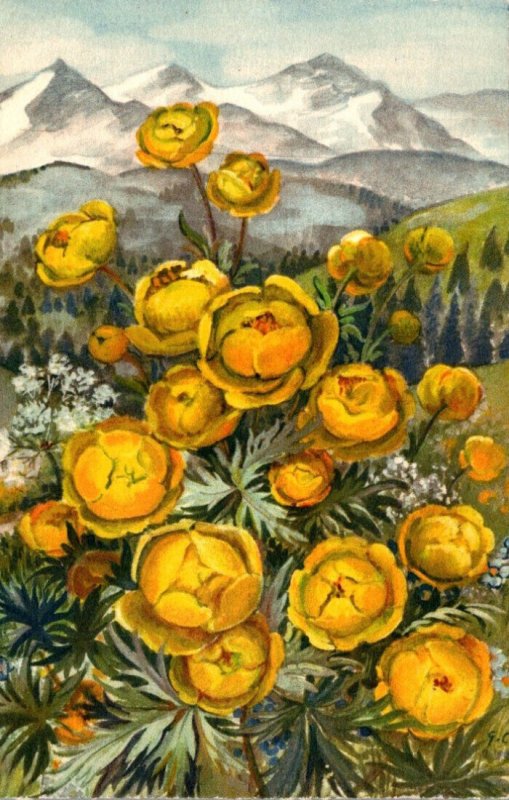 Switzerland Alpine Flowers Globeflower