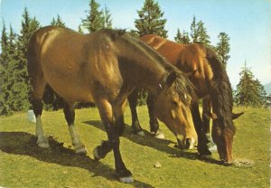 Two horses grazing  Nice modern German  photo postcard