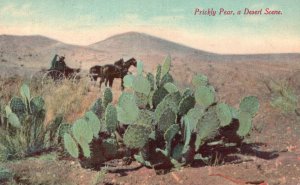 Vintage Postcard Prickly Pears Desert Scene Horses Mountain Newman Post